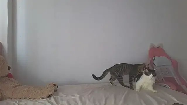 Crystal_Star_ from StripChat